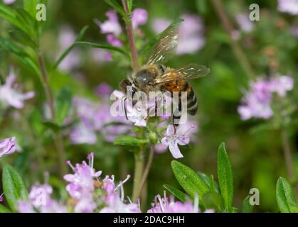 Gros plan de l'abeille pollinisant sur une fleur de thym arrière-plan flou Banque D'Images