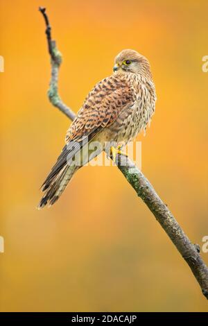 Kestrel courant pris en automne en république tchèque Banque D'Images