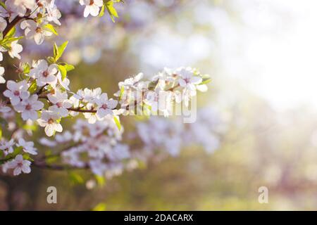 Fleur de cerisier aigre (Prunus cerasus) au printemps Banque D'Images