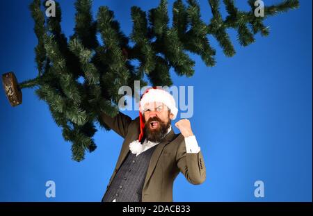 Homme en costume classique et chapeau de père Noël sur fond bleu. Concept de fête d'entreprise de Noël. Manager avec barbe se prépare pour Noël. Un homme d'affaires avec une expression gagnante tient un arbre de Noël chauve vers le haut Banque D'Images