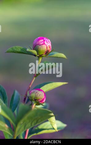 Boutons de fleurs de pivoine prêts à fleurir Banque D'Images