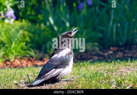 Jeune oiseau du magpie eurasien ou du magpie commun (Pica pica) regarde le ciel avec un bec ouvert qui attend pour ses parents sur la pelouse Banque D'Images