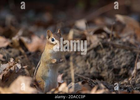 chipmunk de l'est (Tamias striatus) en automne Banque D'Images