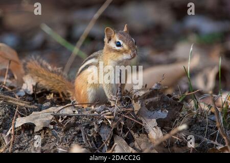 chipmunk de l'est (Tamias striatus) en automne Banque D'Images