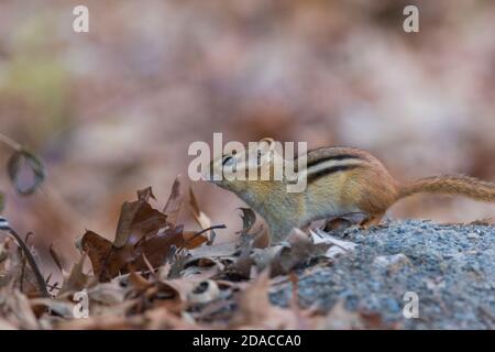 chipmunk de l'est (Tamias striatus) en automne Banque D'Images