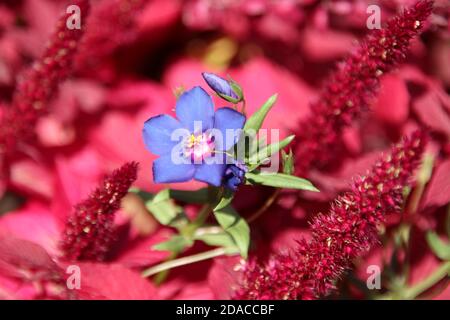 Boreal Jacob's Ladder Stock Photo