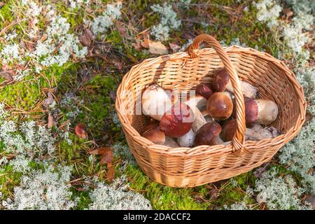 Panier en osier avec des boletes de pin ou des boletes de pin (Boletus pinophilus) sur le sol mossy de la forêt à l'automne ensoleillé jour Banque D'Images