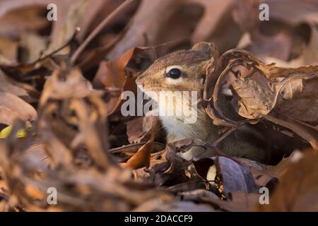 chipmunk de l'est (Tamias striatus) en automne Banque D'Images