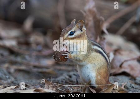 chipmunk de l'est (Tamias striatus) en automne Banque D'Images