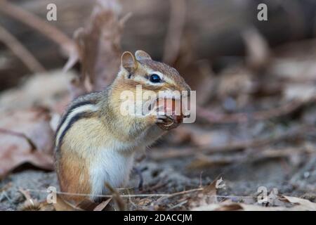 chipmunk de l'est (Tamias striatus) en automne Banque D'Images