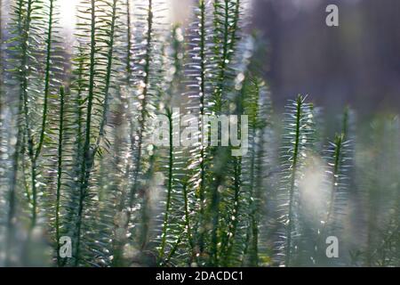 Arrière-plan abstrait avec la plante de Lycopodium. Mise au point sélective. Banque D'Images