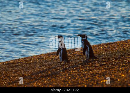 Spheniscus magellanicus (Penguin Magellanique) colonie de San Lorenzo, péninsule de Valdez, Chubut, Patagonie , Argentine Banque D'Images