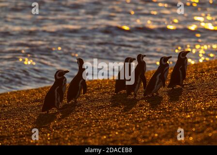 Spheniscus magellanicus (Penguin Magellanique) colonie de San Lorenzo, péninsule de Valdez, Chubut, Patagonie , Argentine Banque D'Images