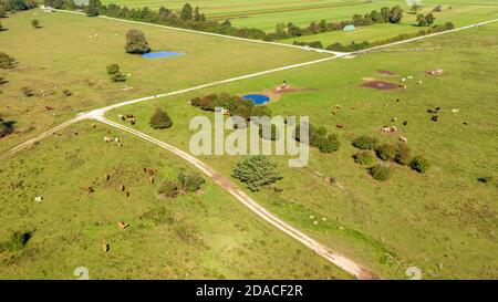 Vue aérienne des vaches à la ferme de bétail sur le pâturage herbacé par une journée ensoleillée. Banque D'Images