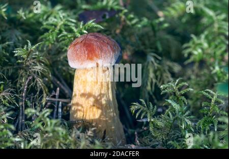 Petit jeune champignon nord-américain frais lat. Aureoboletus projectellus poussant dans la forêt lettone parmi les mousses Banque D'Images