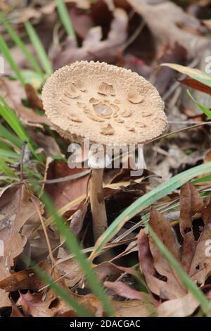 Un champignon de parasol pousse au bord de la forêt en automne Banque D'Images