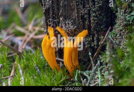 Orange vif champignons de corail qui poussent dans la forêt Banque D'Images