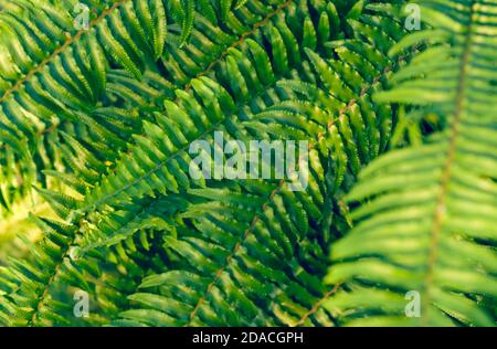 Fond tropical avec fougères vertes Banque D'Images