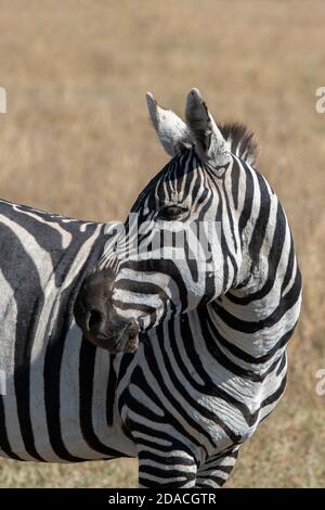 Afrique, Kenya, plateau de Laikipia, District de la frontière du Nord, OL Pejeta Conservancy. Zèbre sauvage de Burchell (Equus quagga burchellii). Banque D'Images