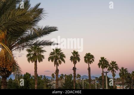 Silhouettes de palmiers dans le Nevada, États-Unis au coucher du soleil. Arbres typiques dans la zone pacifique Banque D'Images