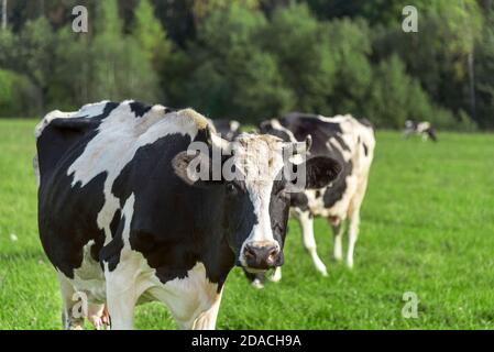 Portrait de la vache noire et blanche mangeant de l'herbe sur le champ Banque D'Images