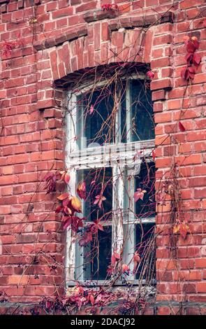 Vieux mur de brique rouge, fenêtre et Parthenocissus quinquefolia, connu sous le nom de Virginia rampante, Victoria rampante, cinq feuilles de lierre, ou plante de cinq doigts Banque D'Images