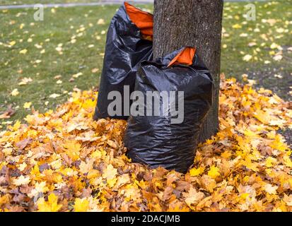 Feuilles tombées en automne cueillies dans de grands sacs poubelles en plastique Banque D'Images