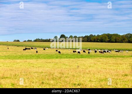 Vaches sur un pâturage vert dans la campagne entre Baldock et Radwell le long de la route de vélo C12, Hertfordshire, Royaume-Uni Banque D'Images