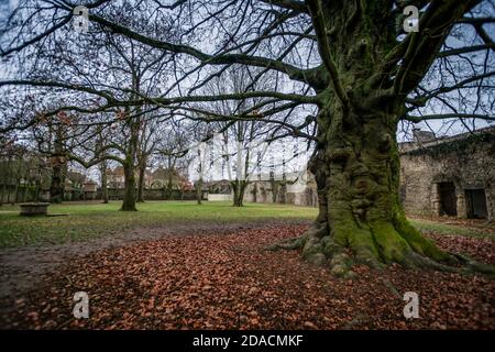 Vieux tronc de hêtre torsadé recouvert de mousse verte avec des feuilles mortes au pied dans un parc de château en décembre. Banque D'Images