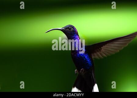 Trochilidae,sabrewing violet, colibris volant, oiseau planant, , Campylopterus hemileucurus, portrait gros plan coloré vif d'oiseau sauvage, animal Banque D'Images