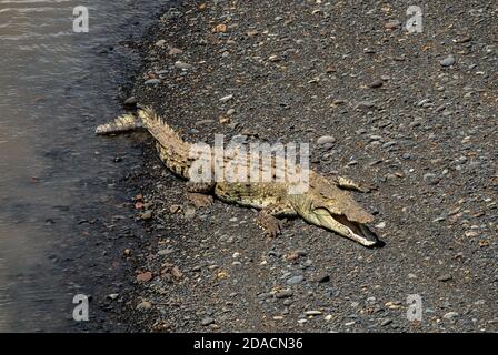 Crocodylus acutus sauvage exotique dangereux crocodile américain fleuve Costa rica prendre un bain de soleil sur un animal au bord de la rivière photo parfaite du côté Banque D'Images