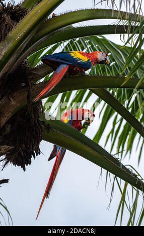 Paire de macaques, macaw écarlate, Ara macao amour, animaux monogames, deux oiseaux Rouge sauvage jaune Bleu coloré deux adorables perroquets de Costa Banque D'Images