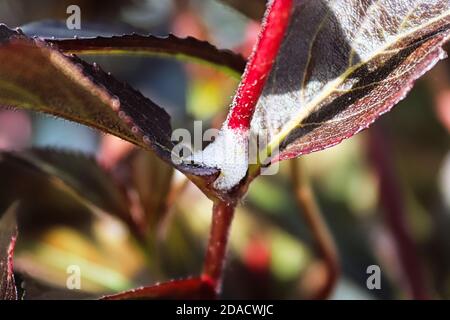 Gros plan d'une masse de mousse causée par un spittlebug Banque D'Images