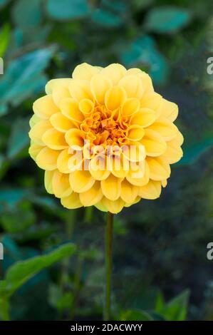 Gros plan de Dahlia Coup de Soleil une dahlia décorative C'est la floraison d'été UNE plante tubéreuse qui est décidue et à moitié robuste Banque D'Images