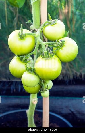 Truss de tomates vertes Solanum lycopersicum Money Maker poussant dans Grand pot avec support de canne en serre en été A légumes ou fruits culinaires Banque D'Images