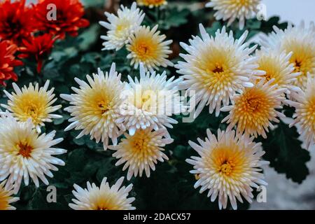 Fleurs blanches-jaunes dans le jardin Banque D'Images