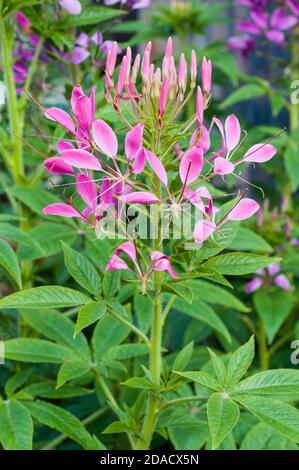 Cleome hassleriana ou Cleome spinosa de Plante araignée des jardins. Un gros plan d'une plante annuelle qui est le mieux en plein soleil et est la moitié d'offres gel hardy Banque D'Images