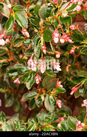 Begonia fuchsioides aussi appelé Fuchsia Begonia sont un Begonia florissant d'été avec de petites fleurs roses. Meilleure culture à l'intérieur à 15-20o C . Banque D'Images