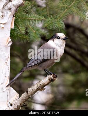 Vue en gros plan sur un oiseau gris geai perché sur une épicéa branche d'arbre avec arrière-plan flou dans son environnement et son habitat affiche des plumes grises pluma Banque D'Images