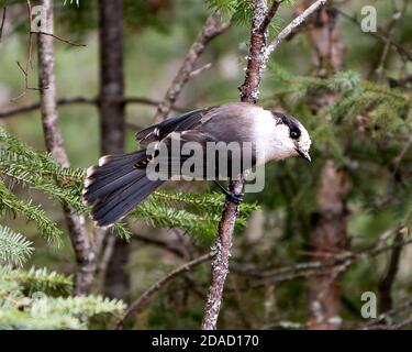 Vue en gros plan des oiseaux gris Jay perchés sur une branche avec un arbre à aiguilles d'épinette et un arrière-plan flou dans son environnement et son habitat. Banque D'Images