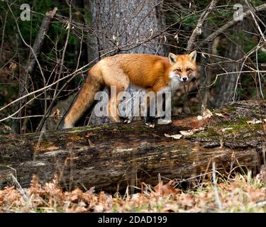 Vue rapprochée du profil du renard roux debout sur une grande bûche de mousse avec un arrière-plan forestier dans son environnement et son habitat affichant la queue du renard. Banque D'Images