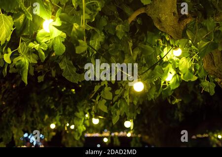 ampoules illuminées de branches d'arbres au milieu de feuilles vertes dans le jardin d'arrière-cour avec décoration festive, nuit festive en gros plan Banque D'Images