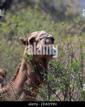 Chameau australien (Camelus dromedarius) en buissons, Queensland, Queensland, Australie Banque D'Images