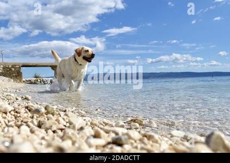 White Labrador Retriever baigne dans la mer bleue. Le chien blanc naque dans la mer/ Happy Dog sur la plage Banque D'Images
