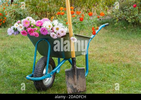 Après le travail dans le jardin d'été. Brouette avec fleurs coupées et une bêche sur herbe verte. Banque D'Images