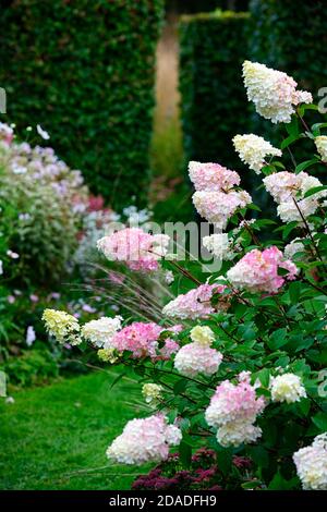 L'Hydrangea paniculata Vanille Fraise,,rose,fleur,panicule,fleurs,jardin,flowerhead,jardins floraux RM Banque D'Images