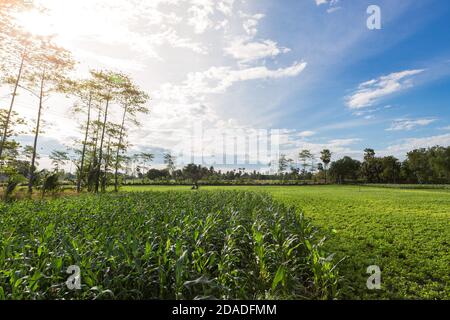 Ferme de maïs et arbre avec ciel brillant backgruond Banque D'Images