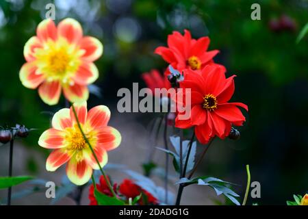 Dahlia Pooh, collarette dahlia, fleurs rouges et jaunes, dahlia évêque de llandaff, écarlate Fleurs rouges,fleur,floraison,dahlias,RM Floral Banque D'Images