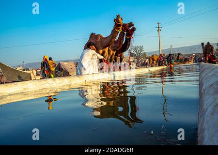 reflet de chameau dans l'eau, ils viennent ici pour boire de l'eau et le ciel bleu est en arrière-plan. Banque D'Images