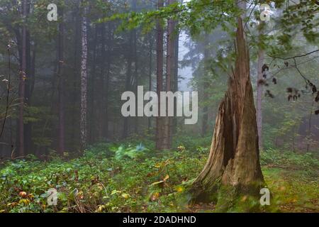 Géographie / Voyage, Allemagne, Saxe, Rathen, souche dans la forêt automnale, Rathen, Additional-Rights-Clearance-Info-non-disponible Banque D'Images